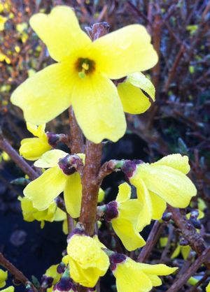 Forsythia 'Ottawa' 3gal