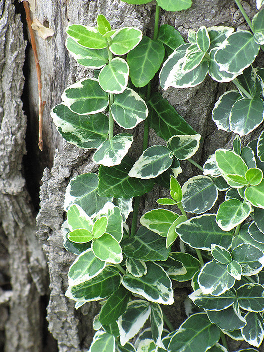 Euonymus 'Emerald Gaiety' Wintercreeper