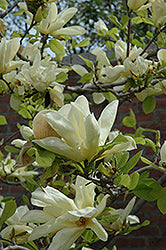 Magnolia Tree 'Elizabeth'