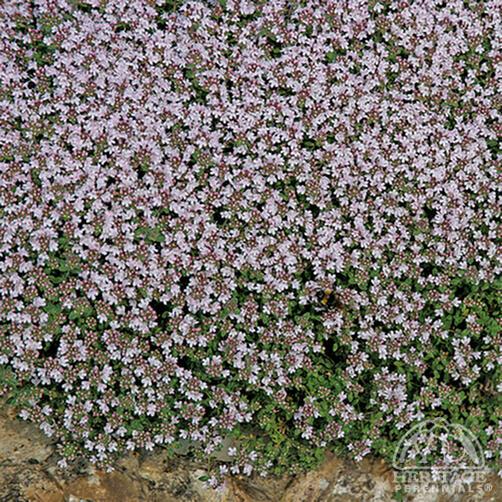 THYMUS S. PINK CHINTZ