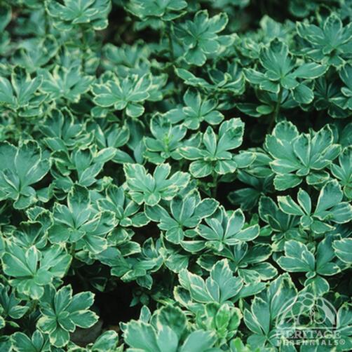 Pachysandra 'Variegata'