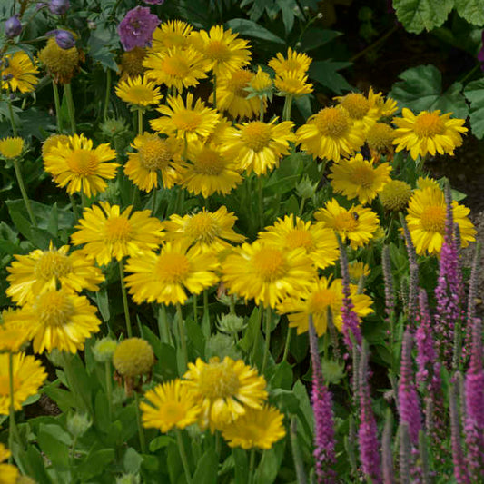 Blanket Flower 'Mesa Yellow'