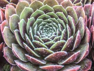 Hen & Chicks 'Dea'