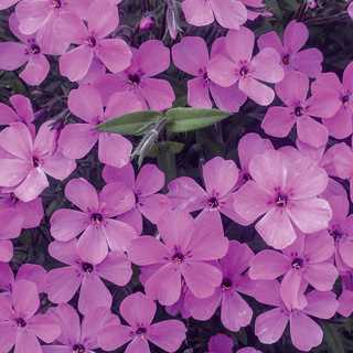Phlox 'Pink Minuet' 1 gal