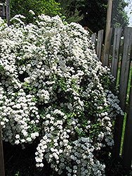 Spirea 'Bridal Wreath' 2G