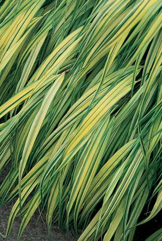 Golden Variegated Hakone Grass 'Aureola'