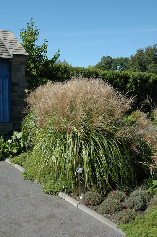 Grasses, Maiden 'Huron Sunrise'