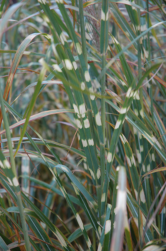 Grasses, Maiden 'Zebra'