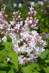 Lilac 'Beauty of Moscow' 2G