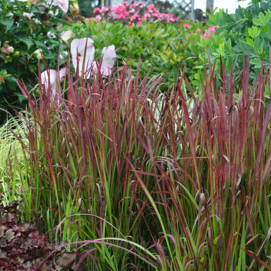 Grasses, Japanese Blood Grass, 'Red Baron'