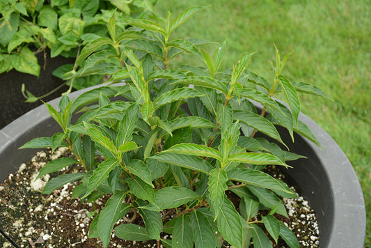 Weigela 'Czechmark Trilogy' PW 2Gal