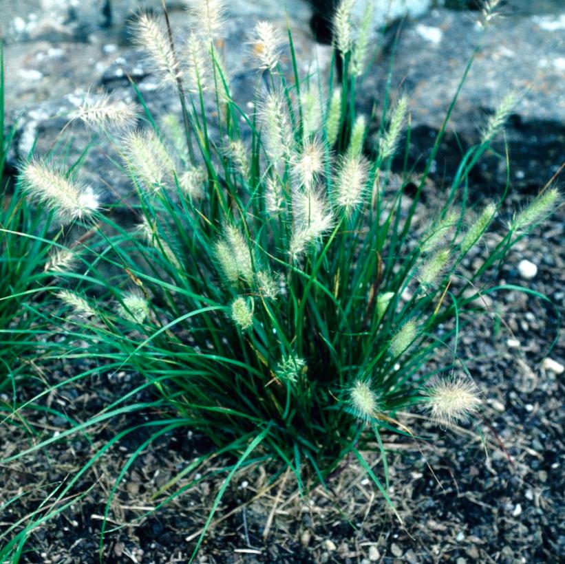 Grasses, Fountain 'Cassian'