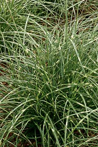 Grasses, Maiden 'Little Zebra' 1gal