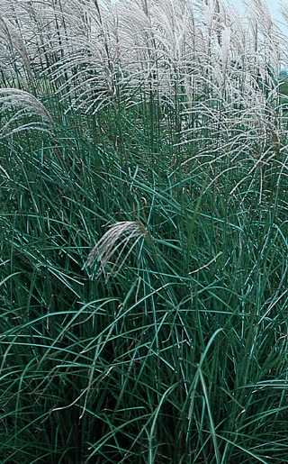 Grasses, Maiden 'Graziella'