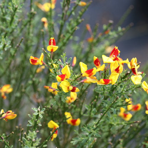 Scotch Broom 'Sister Disco' PW