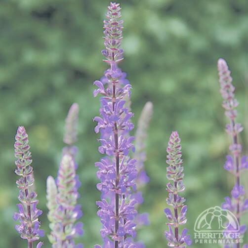 Salvia 'Caramia'