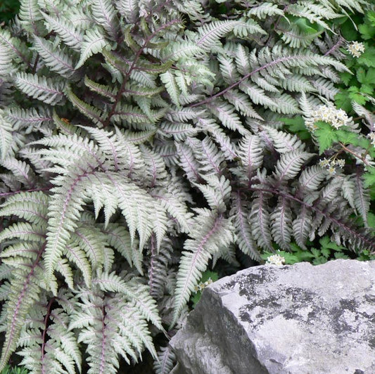 Fern, Japanese Painted 'Pictum'