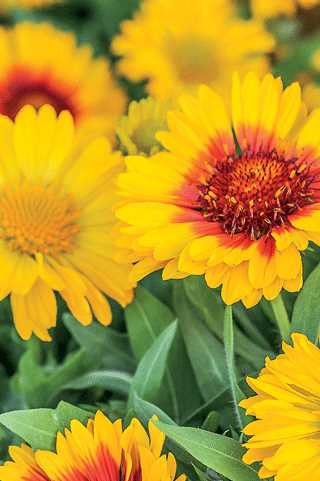 Blanket Flower 'Mesa Bright Bicolour'