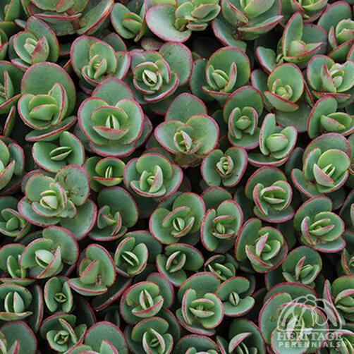 Sedum, Sunsparkler 'Lime Zinger'