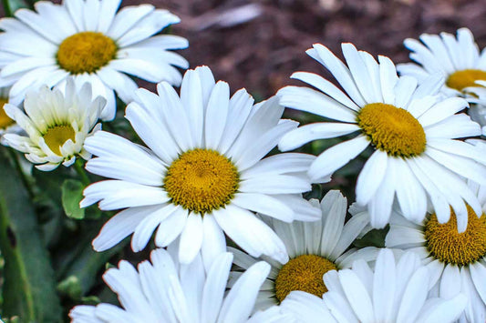 Shasta Daisy 'Betsy'