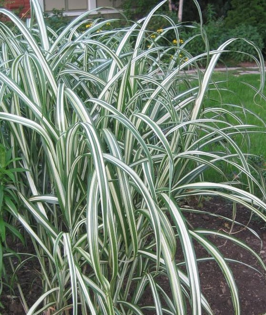 Grasses, Maiden 'Cosmopolitan' 2Gal