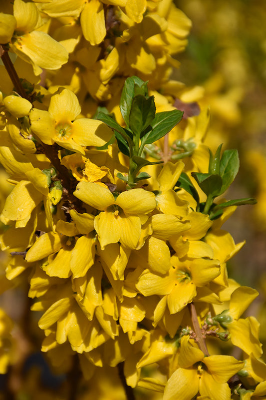 Forsythia Show off 'Sugar Baby' PW