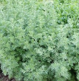 Artemisia 'Silverado'