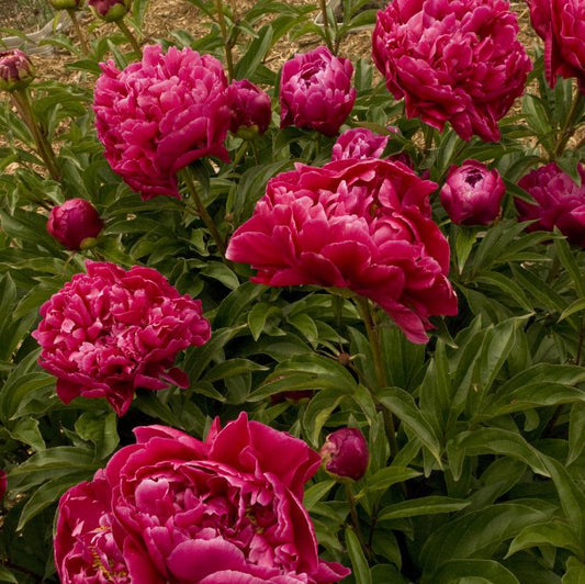 Peony 'Karl Rosenfield'