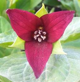 Red Trillium