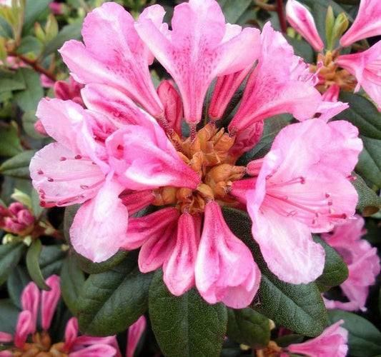 Rhododendron 'Weston's Aglo'