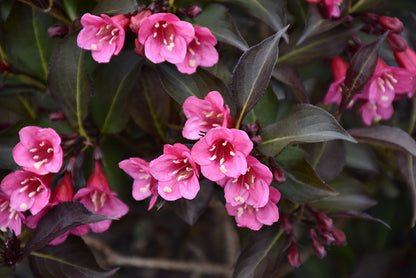 Weigela 'Wine and Roses' PW