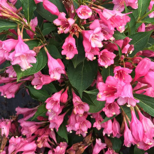 Weigela 'Czechmark TwoPink' PW