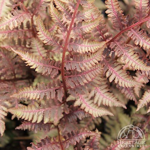 Fern 'Regal Red'