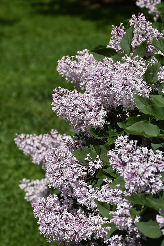 Lilac Dwarf Blue 'Miss Kim'