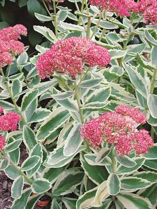 Sedum 'Autumn Charm' 1gal
