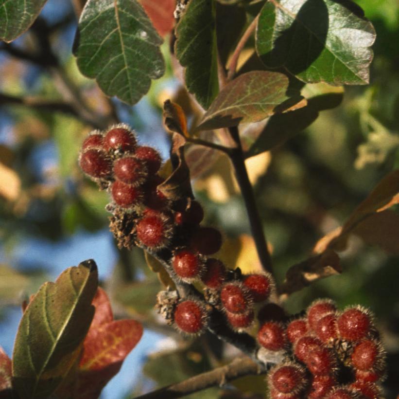 Fragrant Sumac 2gal