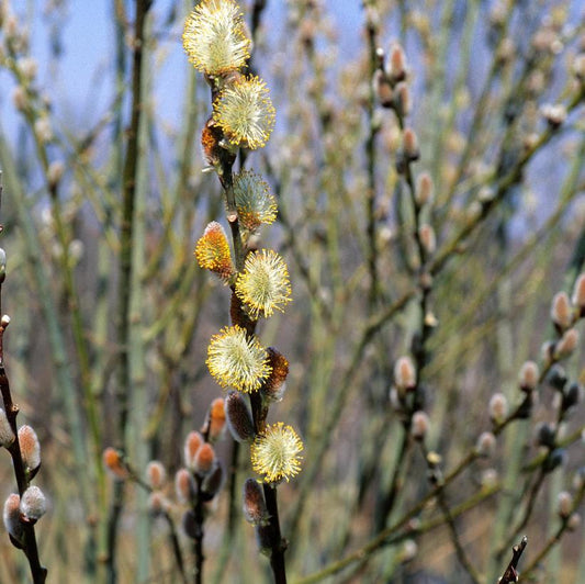 Pussy Willow