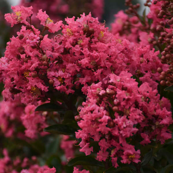 Crepe Myrtle 'Cool Beans' 2Gal