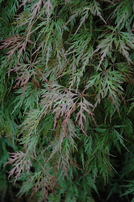 Japanese Maple Cutleaf 'Orangeola'