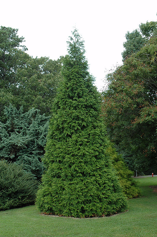 Cedar 'Green Giant' 7G