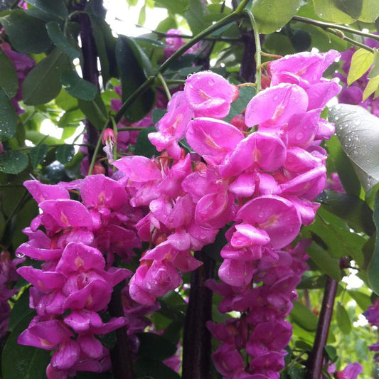 Purple Robe Black Locust