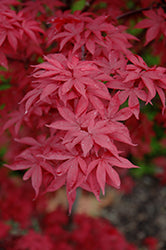 Japanese Maple 'Twombly's Red Sentinel' 5Gal