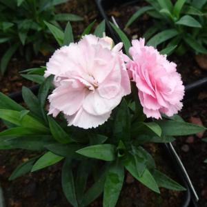 Dianthus 'Peach Milk' 1Gal