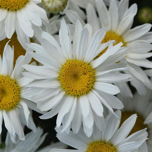 Shasta Daisy 'Whitecap' 11cm