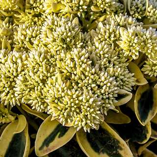 Sedum 'Frosted Fire'
