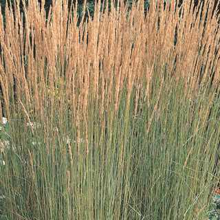 Feather Reed Grass 'Karl Foerster'