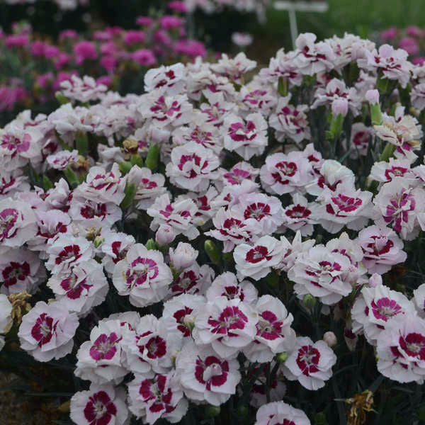 Dianthus 'Kiss and Tell' 1Gal