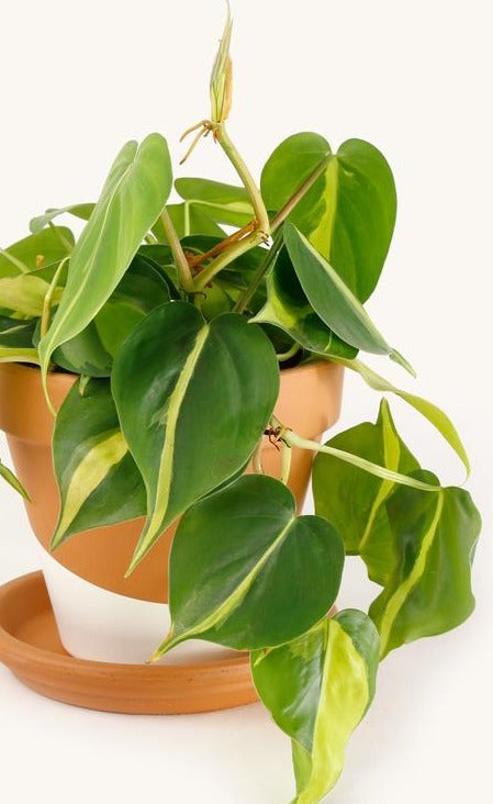 3.5" Philodendron 'Brasil'