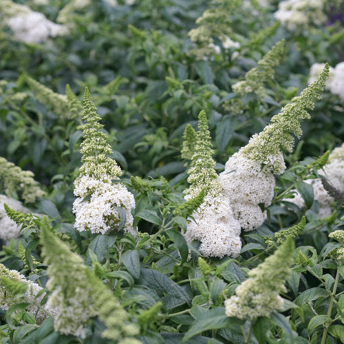Butterfly Bush 'Pugster White' PW