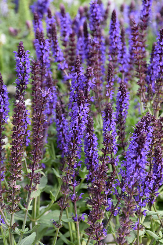 Salvia 'Lyrical Blues'